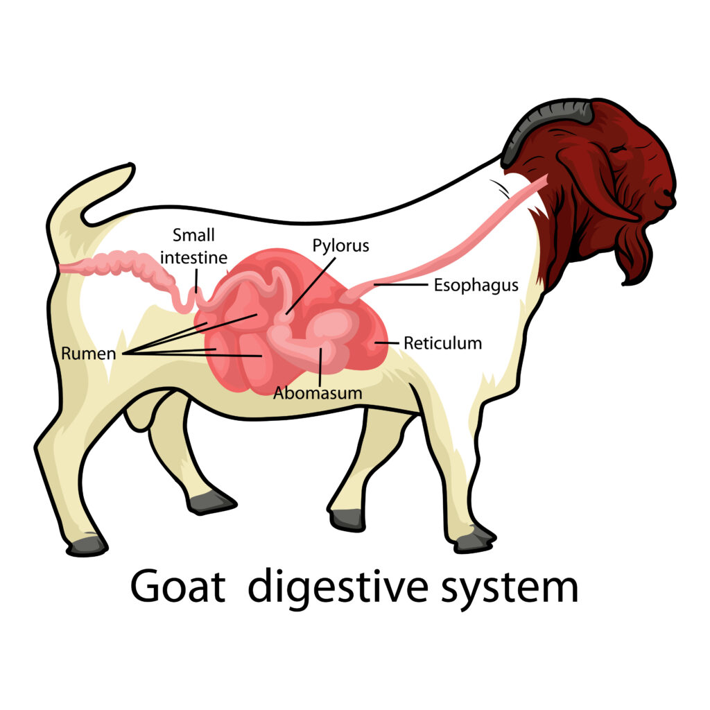 goat digestive system ivermectin